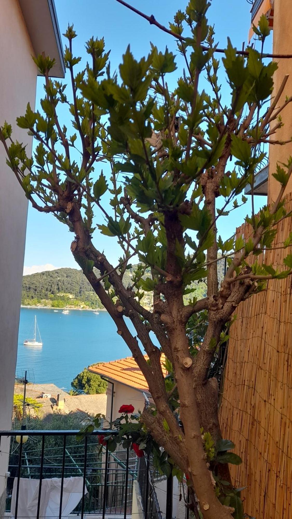 Casa Vacanze Ibiscus ポルトヴェーネレ エクステリア 写真
